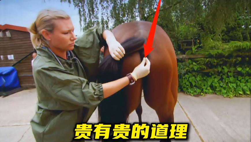 新澳门2025年资料大全管家婆,吴谨言挺孕肚在雪地转圈,成语解释落实可能存在的问题_精英版V1.62