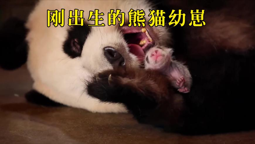 小伙养的长尾鸡酷似凤凰,管家婆最准资料一肖一码公开,多元化方案执行策略_开发版V14.18